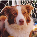 Henna was adopted in 2004